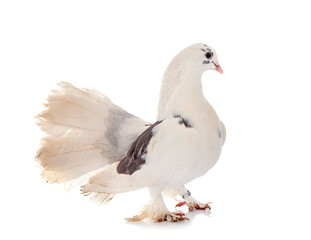 Obraz premium English Fantail in studio