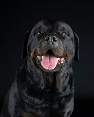 Obraz premium rottweiler in studio