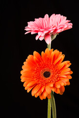 Gerbera orange and pink isolated on black background