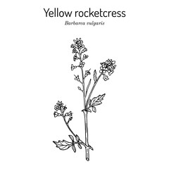 Bittercress, herb barbara, yellow rocketcress, winter rocket, barbarea vulgaris , medicinal plant