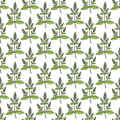Seamless pattern with peppermint, edible and medicinal plant
