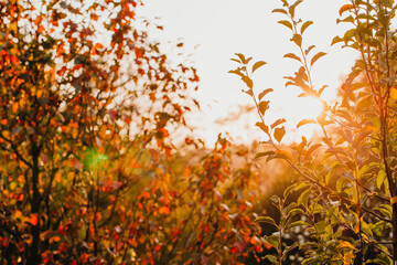 Beautiful nature at evening in spring forest trees with sun rays