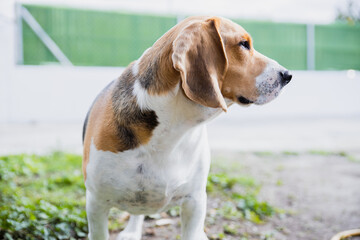 Beautiful Beagle around the garden