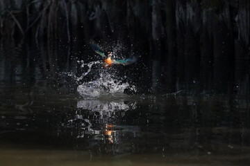 common kingfisher in flight