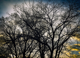 Obraz na płótnie Canvas Trees at Sunset