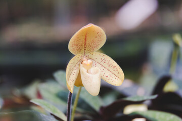 Paphiopedilum concolor or lady's slipper orchid in the botanical garden