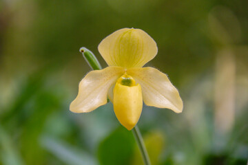 Paphiopedilum concolor or lady's slipper orchid in the botanical garden