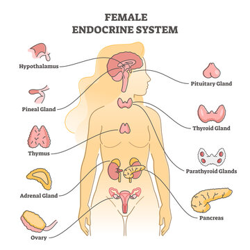 Female endocrine system with inner glands, pancreas and ovary outline concept