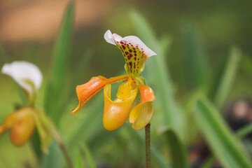 Paphiopedilum or lady's slipper is yellow orchid flower blooming in nature
