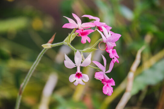 Calanthe Orchid (Calanthe vestita) blooming in tropical garden