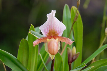 Obraz premium Paphiopedilum or lady's slipper is pink orchid flower blooming in nature