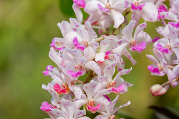 Obraz premium Rhynchostylis gigantea orchid flower is beautiful white petal and pink spot and blooming summer season