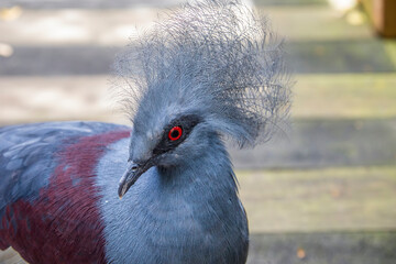 The closeup image of western crowned pigeon. 
It is a large, blue-grey pigeon with blue lacy crests over the head and dark blue mask feathers around its eyes. Both sexes are almost similar.