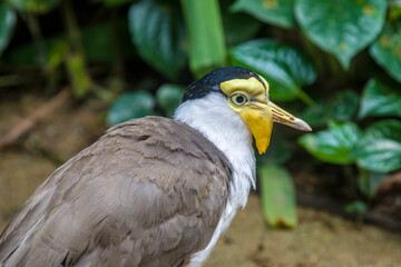 a Masked lapwing closeup image. It s a large, common and conspicuous bird native to Australia, particularly the northern and eastern parts of the continent, New Zealand and New Guinea. 
