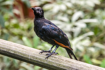 A male Red-winged starling closeup image.
A bird of the starling family Sturnidae native to eastern Africa. An omnivorous, generalist species, it prefers cliffs and mountainous areas for nesting
