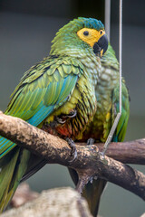 The red-bellied macaw (Orthopsittaca manilatus) is a medium-sized, mostly green South American parrot, a member of a group of large Neotropical parrots known as macaws.