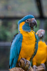 The blue-throated macaw (Ara glaucogularis; previously Ara caninde) is a macaw endemic to a small area of north-central Bolivia. 
This species was designated by law  as a natural patrimony of Bolivia.