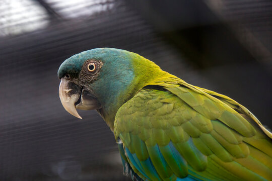 The blue-headed macaw  (Primolius couloni) has mainly green plumage  with the head, flight feathers and primary coverts blue. The uppertail has a maroon base, a narrow green center and a blue tip