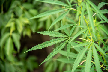 hemp grows in a field in a village