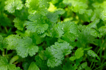 Health benefits of coriander with dew drops , Coriander is loaded with antioxidants , Can be used as a background