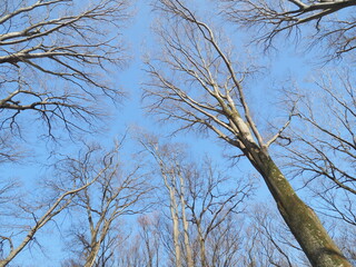 ケヤキの高木を見上げる