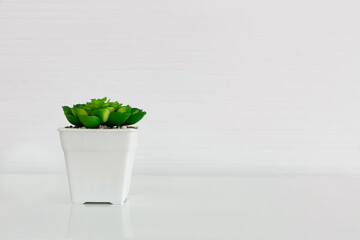 Succulent plant in pot on white table.