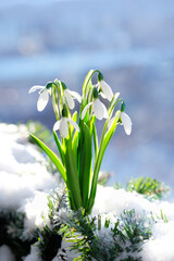 snowdrops flowers in snow. Beautiful spring nature background. early spring season concept.