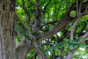 Aegle marmelos called Maja by Indonesian. In Indonesian history, maja is associated with the origin of the name of the Majapahit kingdom.