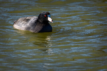 American Coot enjoying a dip in the pond at Resoft County Park in Alvin, Texas!