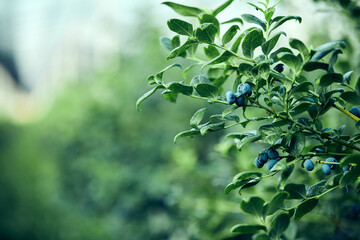 Blueberry organic farm ready for harvesting.