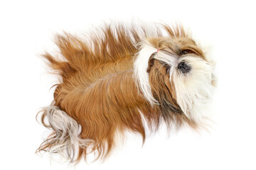 brown dog shih tzu  on white background 