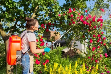 Woman with backpack garden spray gun under pressure handling bushes with blooming roses