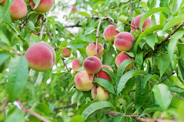 Close-up of ripe peaches on tree, harvest of natural organic peaches in garden