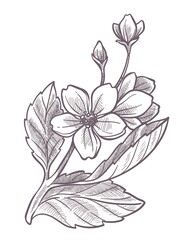 Cherry blossom tree, sakura blooming in spring