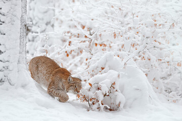 Lynx, winter wildlife. Cute big cat in habitat, cold condition. Snowy forest with beautiful animal wild lynx, Poland. Eurasian Lynx nature running, wild cat in the forest with snow. © ondrejprosicky