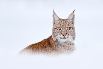 Lynx in cold condition. Snowy forest with beautiful animal wild cat, Poland. Eurasian Lynx running,...