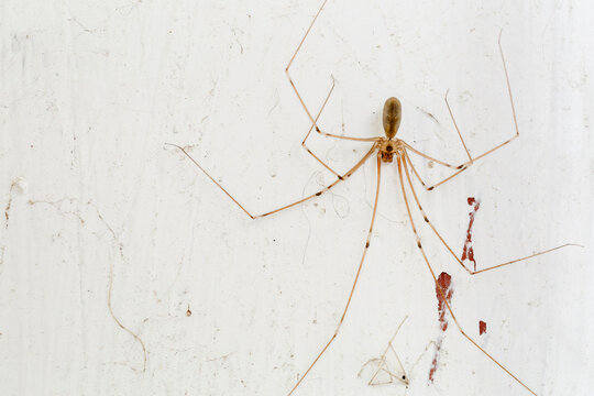 Pholcus phalangioides. Long legged spider on white background.