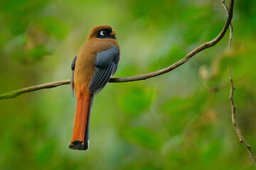 Masked Trogon, Trogon personatus red and brown bird in the nature habitat, San Isidro, Ecuador.
