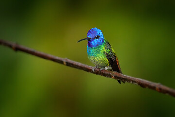 Green blue head hummingbird sitting on the branch in forest habitat. Wildlife Ecuador. Blue head hummingbird. Golden-tailed Sapphire, Chrysuronia oenone, Sumaco Napo-Galeras National Park in Ecuador.