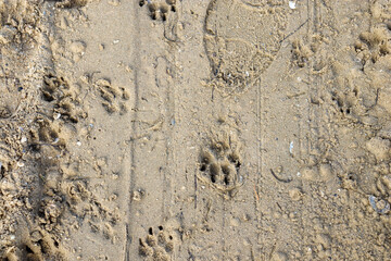 dog paw prints in the sand