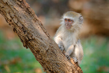Fototapeta premium Vervet monkey, Chlorocebus pygerythrus, portrait of grey and black face animal in the nature habitat, Balule near the Kruger Nature Park, South Africa. Wildlife scene from nature. Monkey in green.