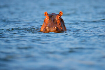 Hippo head in the blue water. African Hippopotamus, Hippopotamus amphibius capensis, with evening...