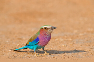 Lilac-breasted roller, Coracias caudatus, head with blue sky. Pink and blue animal. Evening sunset with bird on the tree. Beautiful African bird, close-up portrait. Detail portrait of beautiful bird.