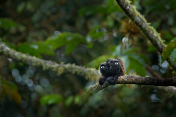 Black Mantle Tamarin monkey from Sumaco National Park in Ecuador. Wildlife scene from nature. Tamarin siting on the tree branch in the tropic jungle forest, animal in the habitat.