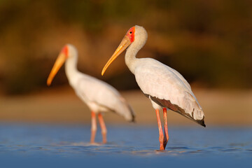 Afrika Stork in water. Yellow-billed Stork, Mycteria ibis, sitting in the grass, Tanzania. River with bird in Africa. Stork in nature march habitat, Mana Pools NP in Zimbabwe.