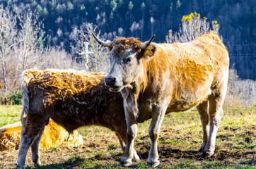 Fototapeta premium Group of cows grazing in the green fields of Ribes and Freser in Girona, Spain