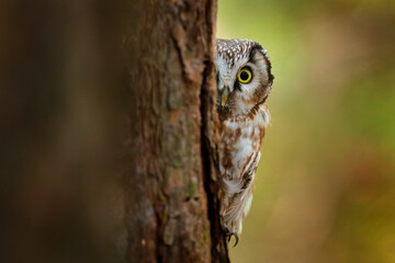 Boreal owl, Aegolius funereus, sitting on old tree trunk with clear green forest in background.