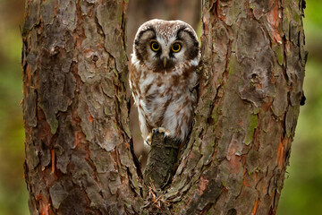 Boreal owl, Aegolius funereus, sitting on old tree trunk with clear green forest in background.