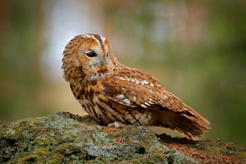 Tawny owl sitting on the stone n forest. Clear green background. Beautiful animal in the nature. Bird in the Sweden forest. Wildlife scene from dark spruce tree.