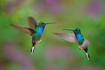 Green-backed Hillstar, Urochroa bougueri leucura, green blue hummingbird from San Isidro in Ecuador. Two birds fly fight in the tropic forest. Hummingbirds flight in nature habitat.